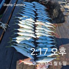 방어 부시리 참돔 마리수 조황입니다