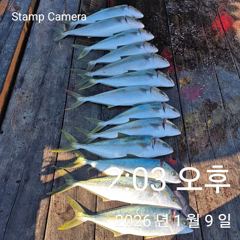 부시리 방어 마리수 조황입니다