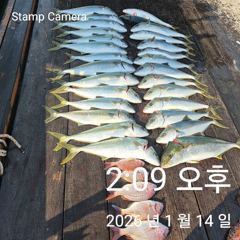 방어 부시리 마리수 조황입니다