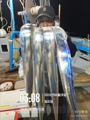 6월27일 통영 대갈치 대박조황으로 보답 했네요.갈치는 역시 부평25