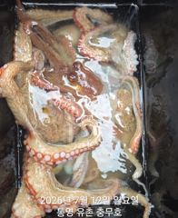 유촌 충무호 오전 문어 철수조황입니다