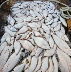 조황정보 - 26.8.9 미라클호 광어조황 - 신진도 마그마호, 구새람호,배낚시,선상낚시 전문