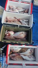 내만 참돔 타이라바