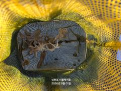 삼천포 주꾸미,갑오징어 조황!