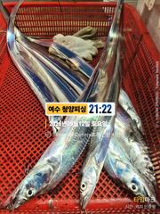 여수 청양피싱 9월 13일 입항조황입니다.