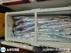 뉴무지개 왕갈치 굵은놈으로 많이잡았습니다