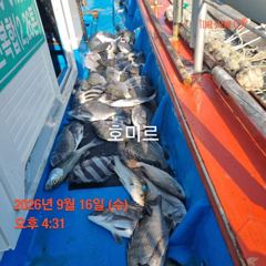 호미르호 찌낚