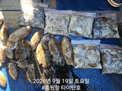 [쭈갑조황] [홍원항타이탄호] 9월19일(토) 쭈꾸미,갑오징어 조황입니다.