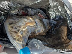 태안 쭈꾸미낚시 종일배 9월22일 뉴스타피싱호 출항!