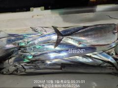 녹동금강호 갈치조항2일4일5일예약중.자리지정예약제 1인2대가능 010-4058-2266