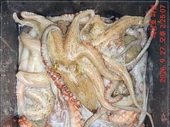 사량도 돌문어 오늘야간 출조합니다