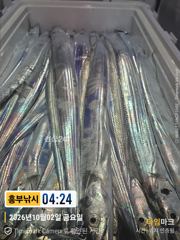 갈치 입성 5명의 특공대들 만쿨부터 오늘도소수 인원출발