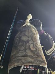 삼천포 야간문어 대박조황! 주간반, 야간반 매일출조!