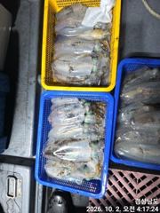 (무늬오징어)大물터~고구마 전후 막강한 파워~고잉메리호(3일 예약)