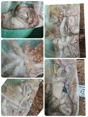[포항] 포항문어조황 오늘금요일밤5시,11시30분 모집중입니다