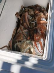 삼천포 문어낚시 이번주 일요일 1자리 예약 가능합니다.
