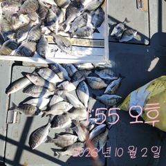 [통영] 2일 감성돔 흘림 조황입니다.꾸준히 잘 나옵니다.