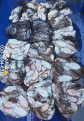 ■군산킹스타호(10/2)■갑오징어 마무리~(계속해서 출조합니다:예약가능)