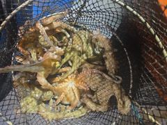 [진해] 주,야간돌문어1600g급외퍽~퍽마릿수굿~굿