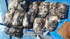 [사천] (삼천포)세 자릿수 다수 주꾸미 쌍걸이 폭격~로마피싱(5일예약)