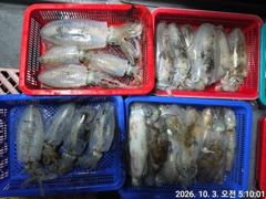 (무늬오징어)씨알 끝장 매일 먹물파티 대물터~고잉메리호(5일 예약)