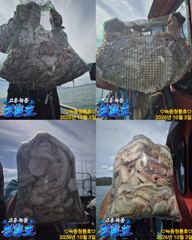 (고흥녹동)청룡호 3일 돌문어 대박조황!!!소식!!