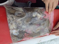 [시간낚시]10월3일인천배낚시덕적호쭈갑조황사진
