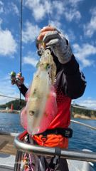 2026.10.3.(금) 무늬오징어 조황