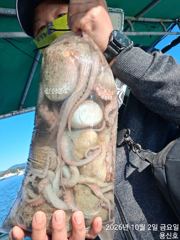 어재조은조은조황오늘야문출조