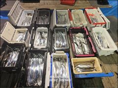 2시간전 [제주] 제주갈치는 제주답게~ 제주 구룡호(9DRAGON) 10월 3일 토요일 <<< 갈치 출조 >>>