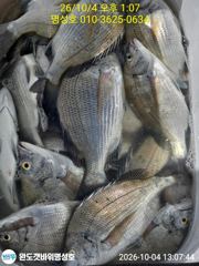 [완도] 명성호 갯바위조황