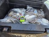 샤인블루호 10 월4일 내만 갑오징어 조황