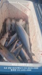 10월 최고 시즌 가족여행, 커플여행 최고 손맛보러 오세요, 서울 수도권에서 제일 가까운 동해 바다낚시 시즌 최고