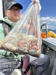 [고흥,녹동] 10월 4일 문어 조황입니다.