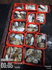 오늘 야간갑오징어 예약중입니다 같이하실분 놀러오십시요