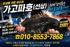 (감성돔)어초여밭 중치급들 폭격 4짜까지~가고파호(6일 예약)