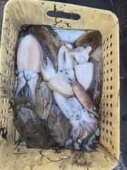 [쭈갑백조황] [뉴행진호] 26년 10월 05일 쭈갑 조황