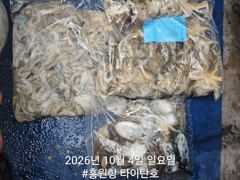 [쭈갑조황] [홍원항타이탄호] 10월4일(일) 묵직해진 쭈꾸미,갑오징어 조황