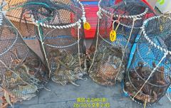 둘문어 깔았네~장원 32수 28 27 23마리~고고써니호(6일 야간 예약)