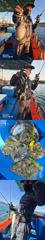 [사천] 6일,쭈꾸,갑돌,세분조황,삼포김선장
