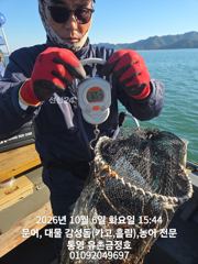 통영 금정호 문어선상 다시 대박조황 시작합니다 내일 자리여유있습…