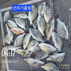병산 감성돔35외 마리수 선외기흘림조황~~