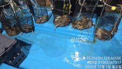 [마산] 야간 돌문어 키로급에 마리수로 개인 16수까지. 세자리수오버로아…