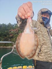 (갑오징어)실시간 전원 손맛 기본 사이즈 굿~3대호(8일 예약)