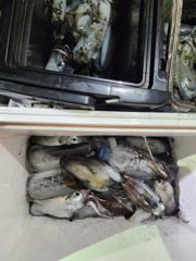 (팁런)마릿수 행진 고구마~무시까지 퍽퍽 대동낚시(오늘 예약)