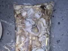 [사천] 7일 열한분 전원 아침부터 왕쭈꾸미 너나피딩 받고 마리수 엄청 …