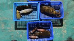 아라피싱 7일 주야간 무늬 팁런 촥촥촥 쭉~