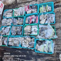 10월7일 쭈꾸미 조황입니다~