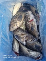 10월 7일 우럭 조황입니다