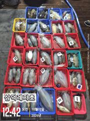 [팁런]k,k,완전무시급들,마리수(목,금,출항확정,자리여유)